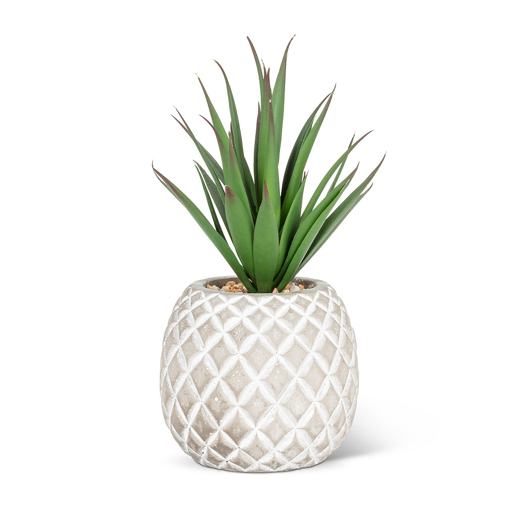 Succulent in Pineapple | 8\"H